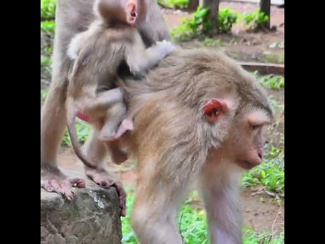 Jolie Living With Simple Life That Reason Why Baby Monkey Jenifer Got Happiness