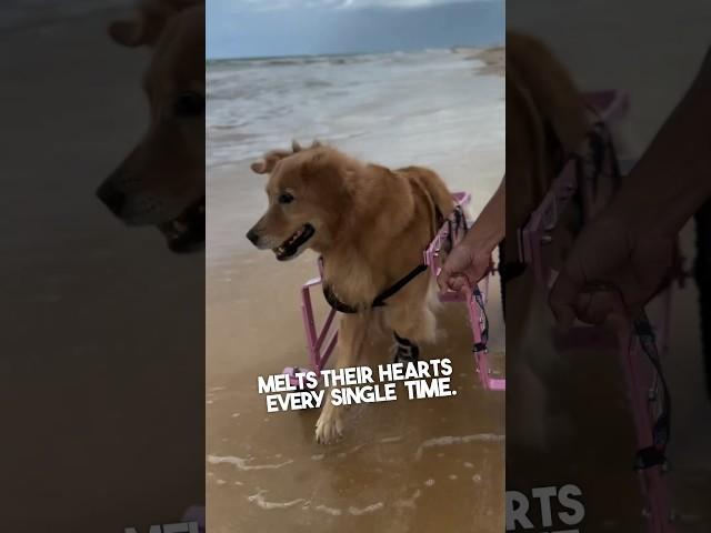 This dog in wheelchair loves to swim at the beach ️ @oliviagoldenespecial