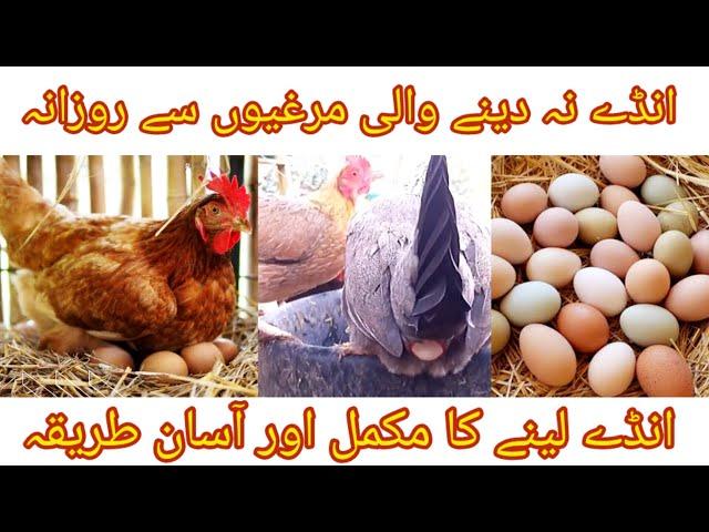 Hen not Laying Eggs ? Easiest way How to Increase Hens Eggs Production in Winter 2022 - 2023