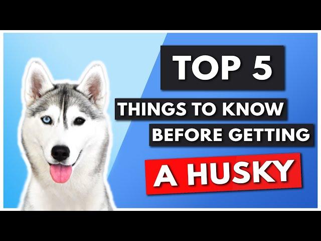 TOP 5 THINGS YOU NEED TO KNOW BEFORE GETTING A HUSKY