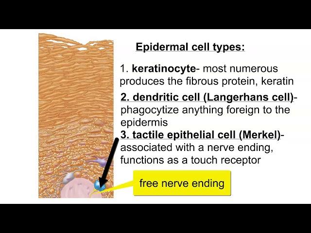 Cells of the Epidermis