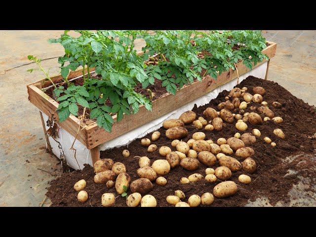 The secret to growing potatoes at home to harvest early and give many tubers