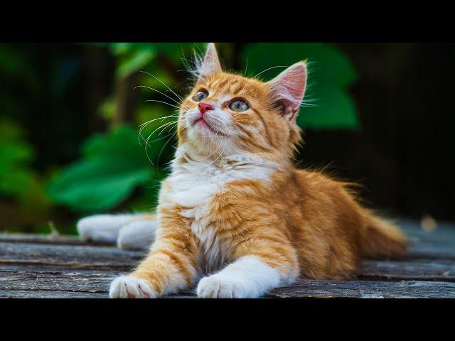 Music for Nervous Cats – Soothing Sleep Music for Deep Relaxation & Comfort