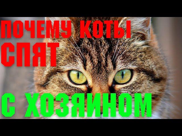 Почему коты и кошки спят с хозяином? | Факты и приметы