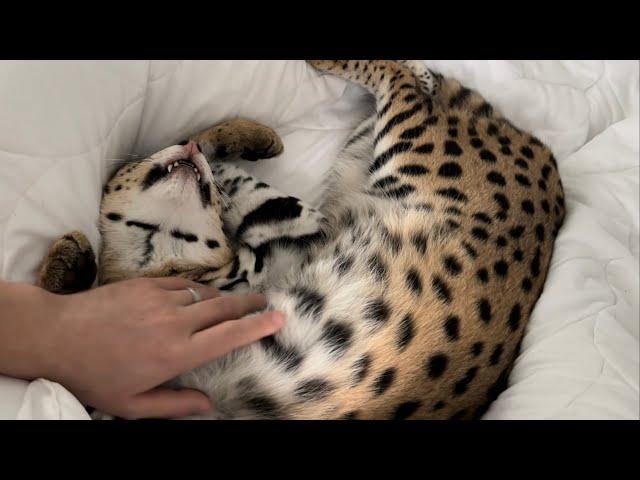 Petting Serval Pet