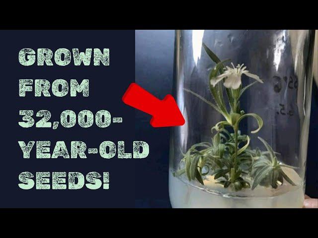 32000-Year-Old Plant Revived by Scientists!