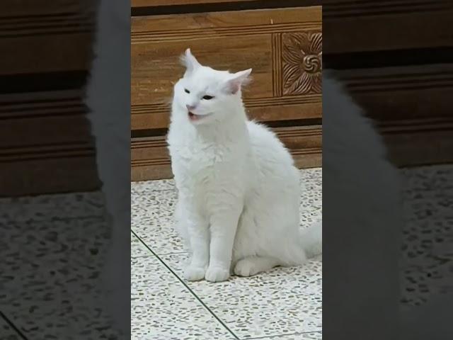 #catlovers  #shortvideo #cutecat