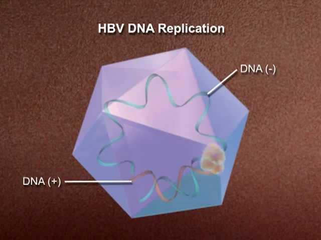 Hepatitis Drug - Medical Animation by Watermark