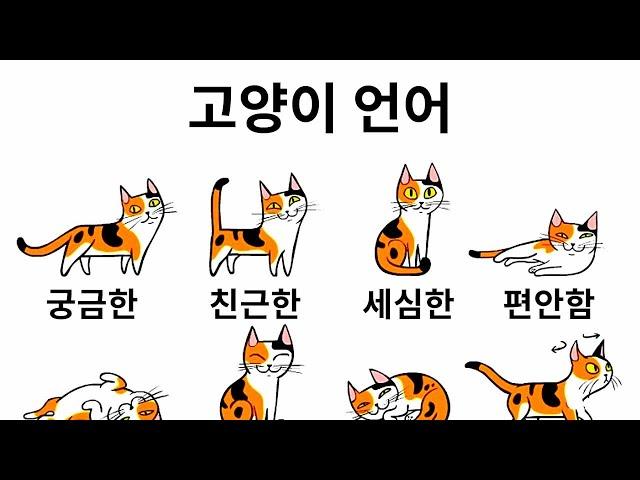 고양이를 더 잘 이해하는 방법