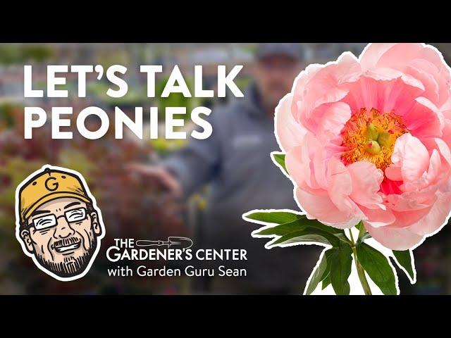 Let's Talk Peonies  🪴 Garden Guru Sean at The Gardener's Center