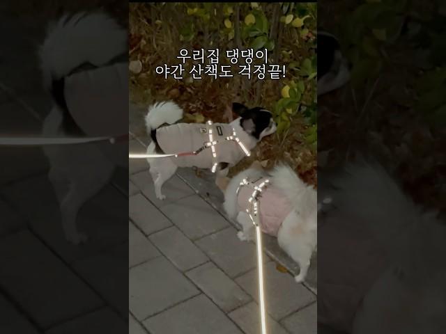 퇴근 후 강아지 산책할 때 필수 하네스#강아지산책 #강아지리드줄 #강아지 #강아지쇼츠 #강아지하네스 #애견용품