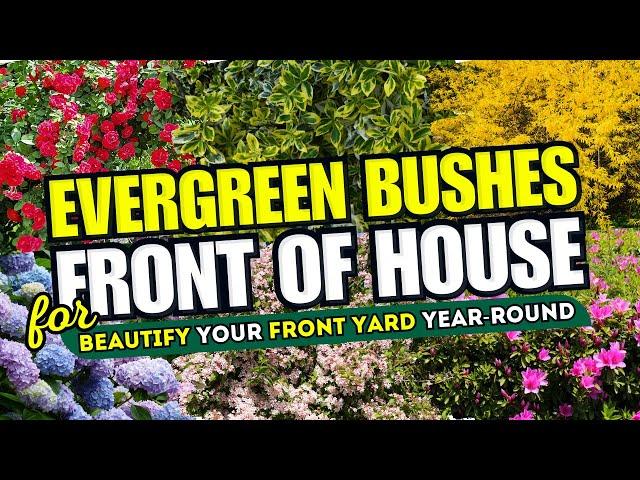 TOP 10 Evergreen Bushes That'll Beautify Your Front Yard YEAR-ROUND!   CURB APPEAL SECRETS!