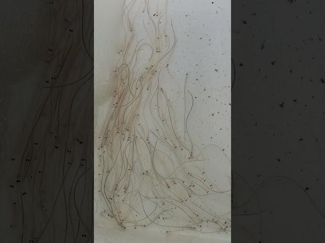 죽어가는간도살린다 붕어의효능 장어효능 칡 돌미나리 부추 건강을지키자 간을살리자 팔도강산낚시
