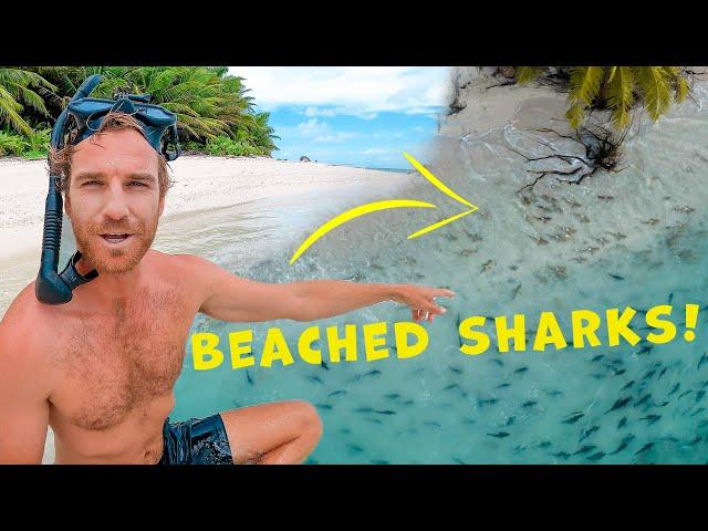 WHAT IS HAPPENING!? Shark & GT Frenzy On The Beach