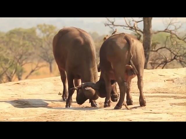 jungali janwar besan ladai share and buffalo Junglee animal,