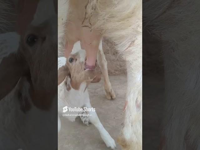 #breastfeeding #breastmilk #goat #goats #cow #milk #farming #baby #goatfarming #animals