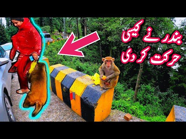 Murree Bandar Gali, Ayubia Monkey Point, Bandar Mama, Bandar, Galyat, Nathia Gali Bender