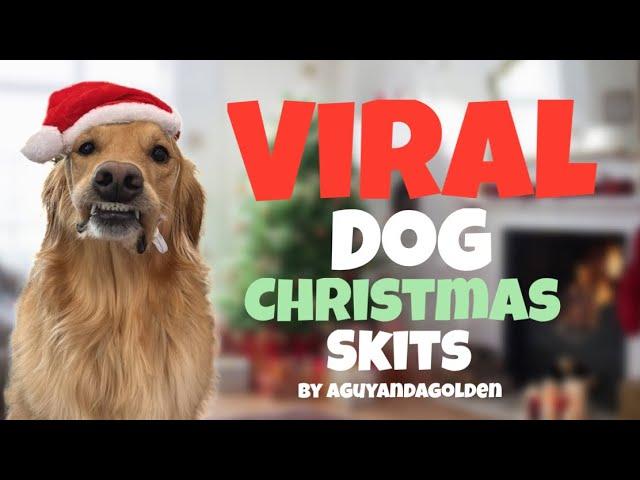 The Funniest VIRAL Dog Christmas Skits! #dog #goldenretriever #christmas