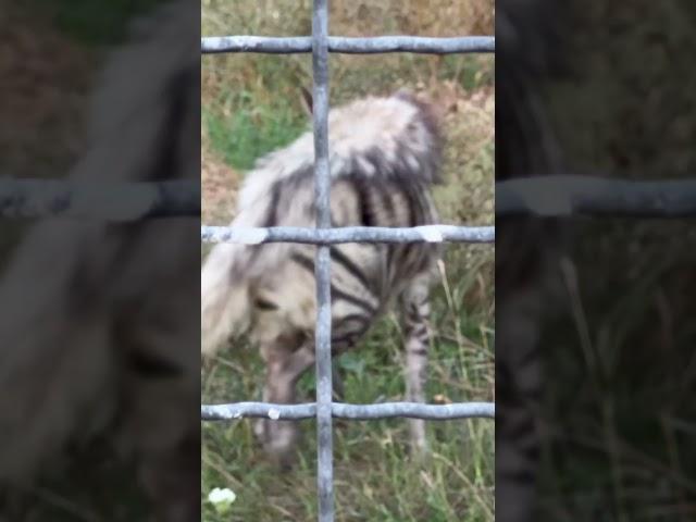 Олег Зубков приказал гиенам размножаться