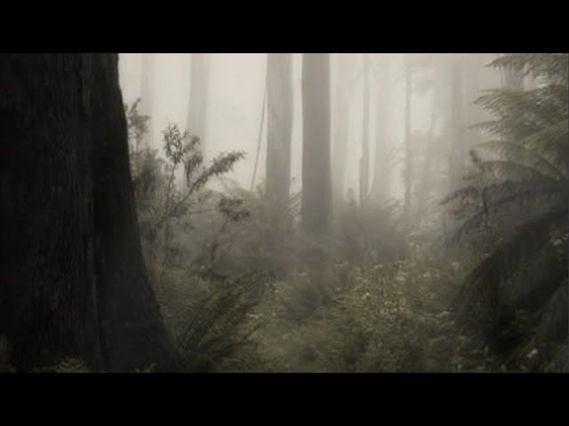 exploring the woods while it rains with your comfort character (a playlist)