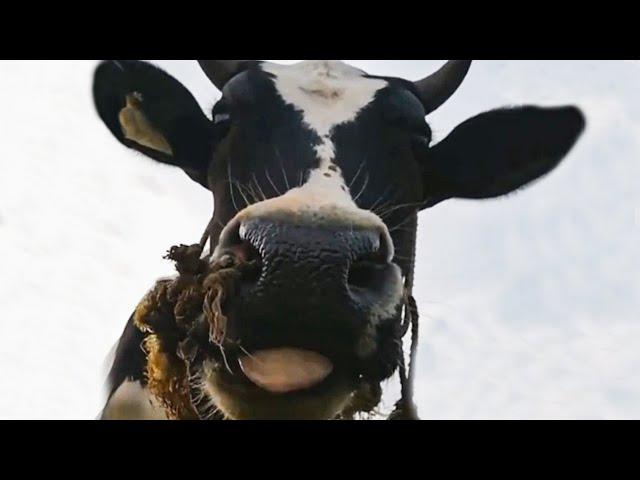 moo