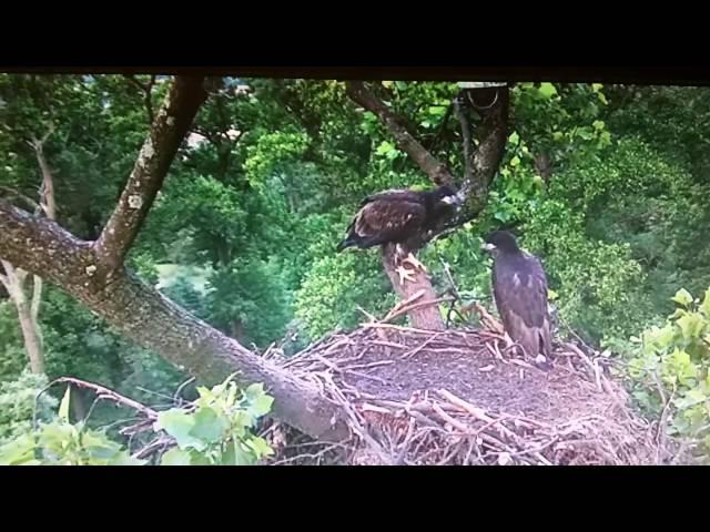 Eaglets in the nest