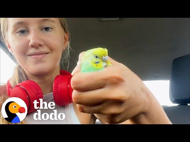 Girl Finds Parakeet On a Run | The Dodo