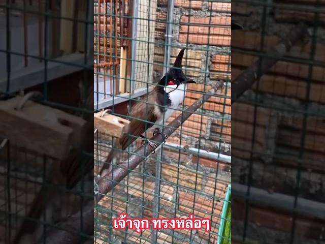 Chào mào hót #นกกรงหัวจุก #คนรักนกแดนสะตอ
