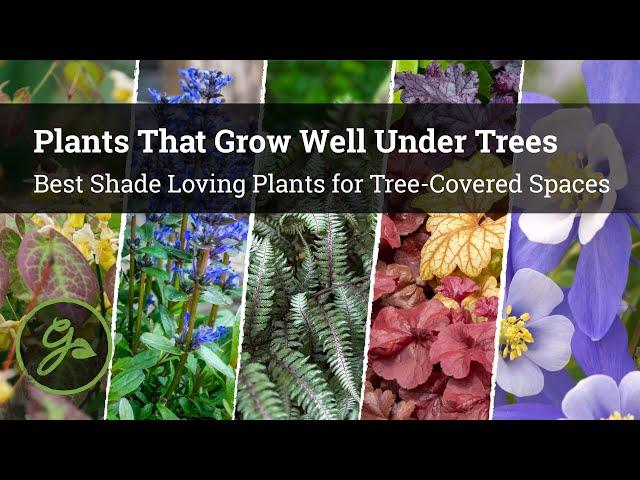 Plants That Grow Well Under Trees / 8 Best Shade Loving Plants for Tree-Covered Spaces