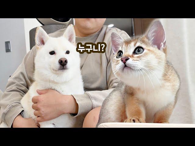 시바와 고양이 합사를 시도해보았습니다 ㅋㅋㅋ