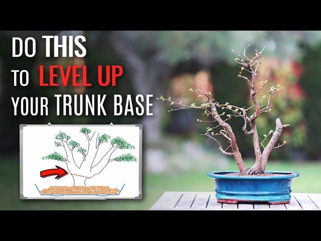 Improve your trunk base |  Bonsai technique |  English Elm triple trunk