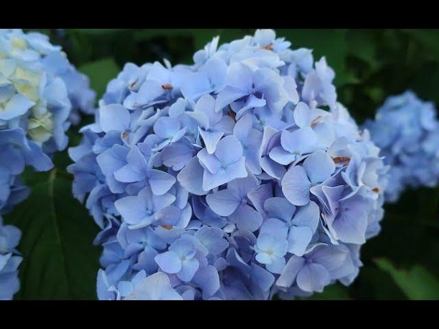 WILL HYDRANGEA BLOOM NEXT YEAR? WHAT SHOULD BE DONE FOR THIS?