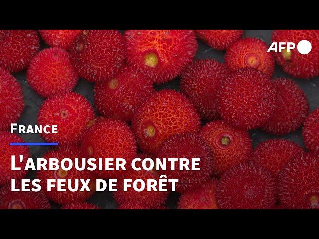 Face aux incendies, la forêt provençale redécouvre l'arbousier | AFP