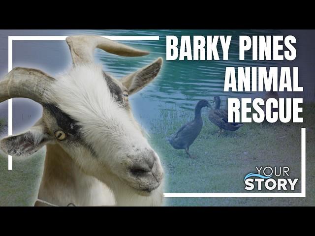 How Barky Pines Animal Rescue in Loxahatchee is Saving Lives!