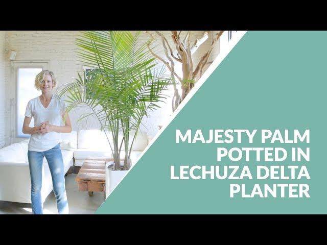 Majesty Palm In Lechuza Delta Planter | My City Plants