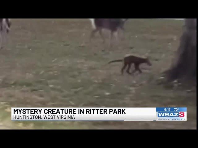 Mystery animal in Ritter Park