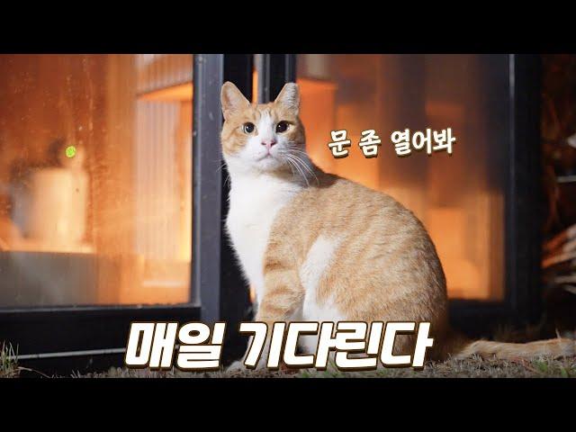 구조된 여자친구 만나러 별채 앞에서 매일 기다리는 길냥이