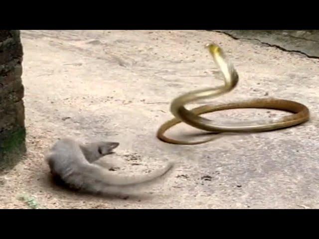 mongoose vs cobra/snake