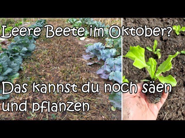 Leere Beete im Oktober? Das kannst du noch säen und pflanzen