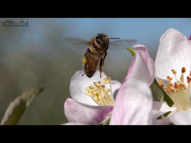 bees in slow motion pollinating apple blossoms