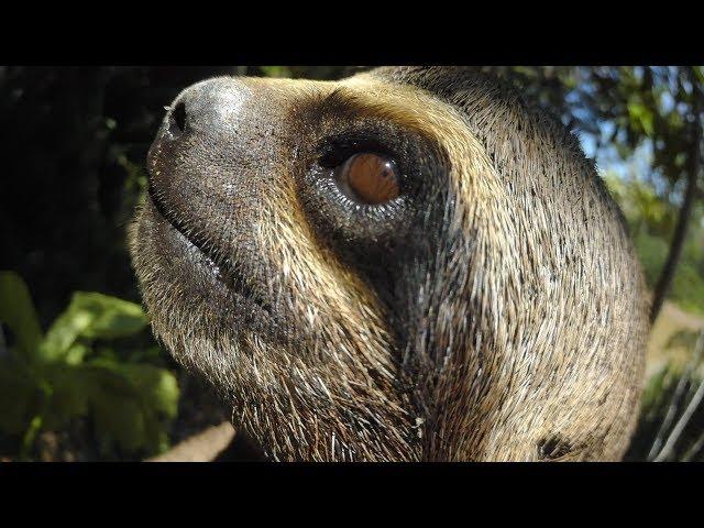 Robotic sloth's slow affair with a real sloth