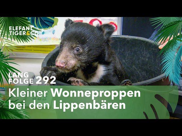 Nachwuchs der Lippenbären muss auf die Waage (Langfolge 292) | Elefant, Tiger & Co. | ARD