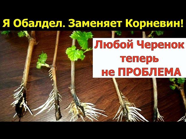 Я ОБАЛДЕЛ. ГЕНИАЛЬНО И ПРОСТО СПОСОБ УКОРЕНЕНИЯ черенков! 100% рабочее средство! Заменяет КОРНЕВИН