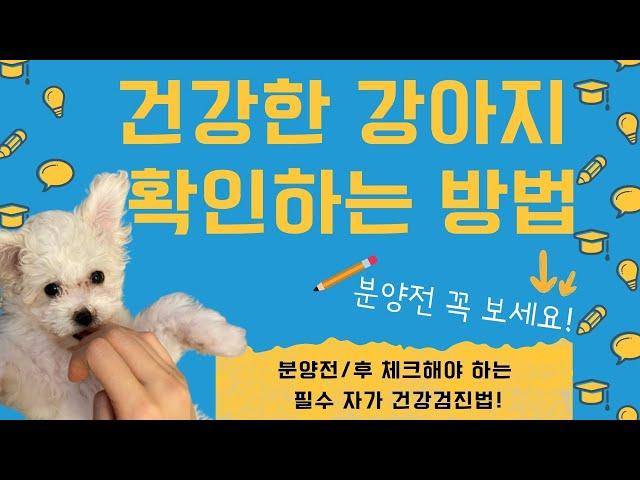 건강한 강아지 분양받는 방법 l 집에서 강아지,고양이 건강 직접 확인하는 방법 l 분양전 건강한 강아지 고르는 방법 l 10가지 자가 건강검진 자가진단법 #건강한강아지고르는방법