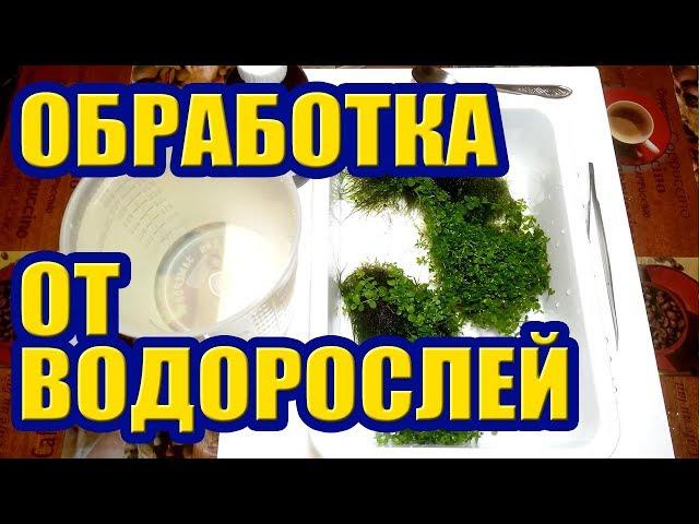 Обработка Аквариумных Растений от Водорослей. Альгодез против Нитчатки, Черной Бороды, Ксенококуса