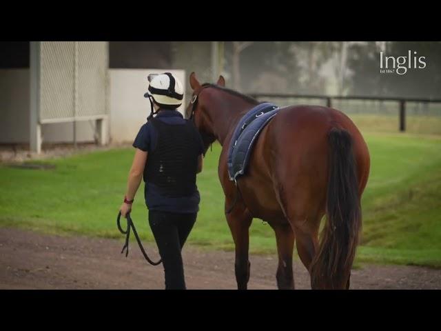 Inglis Insights - Yearling prep at Coolmore Stud