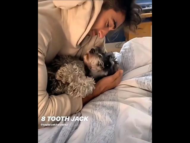 Taylor Zakhar Perez being adorable with his pet