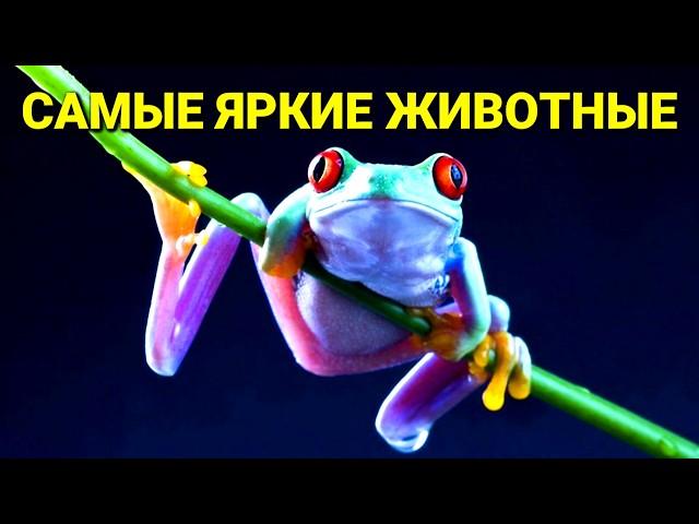 Почему они так яркие? Секреты многоцветных животных!