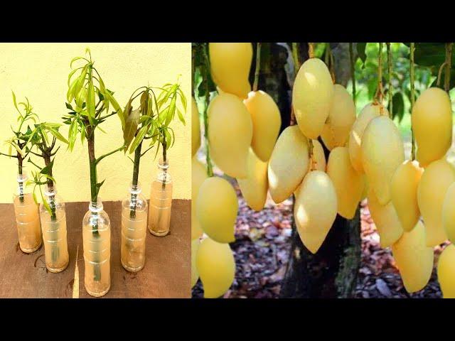 Creative Ideas How to propagate Mango Tree In a water bottle with banana Fruit