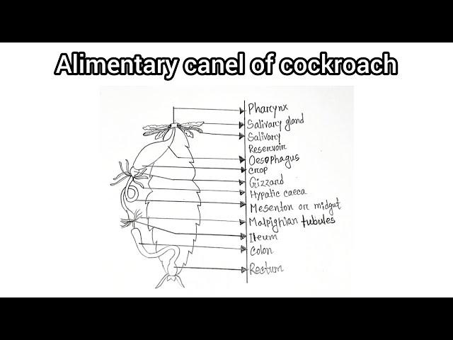 How to draw a diagram of  alimentary of cockroach | Alimentary of cockroach diagram